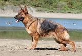 BERGER ALLEMAND 682